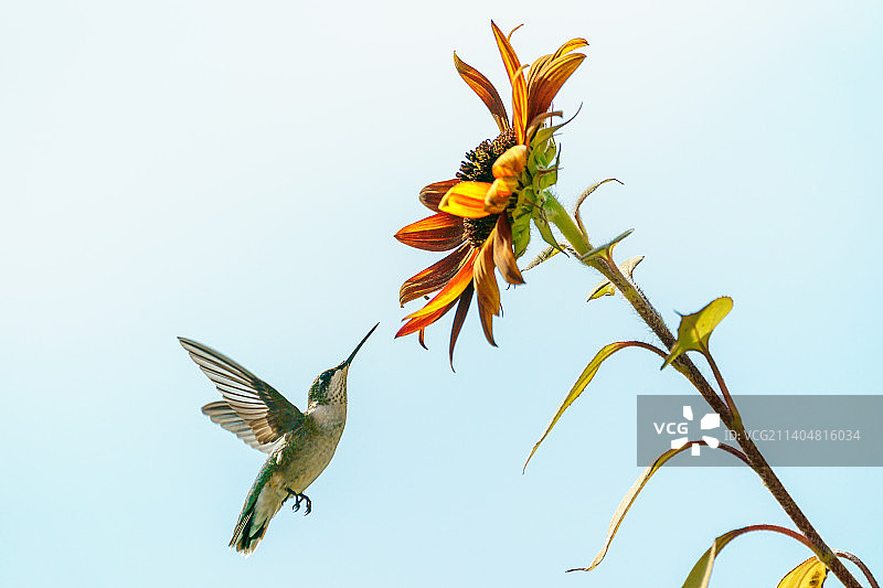 蜂鸟飞过鲜花（爱荷华州贝滕多夫）图片素材
