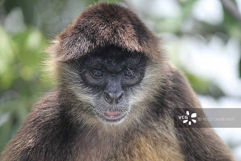 尼加拉瓜黑色蜘蛛特写肖像图片素材