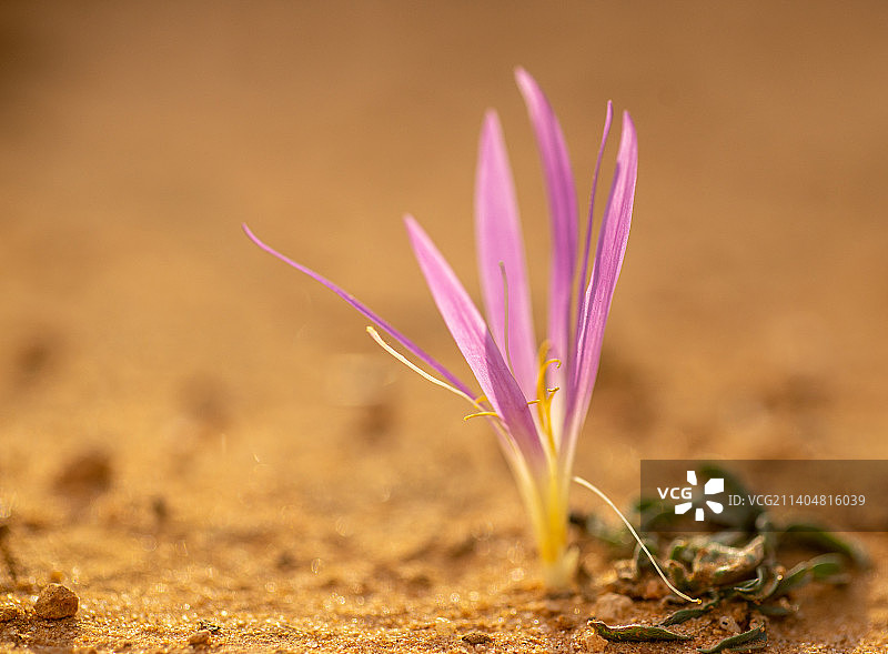 西班牙田野上的紫色番红花特写图片素材