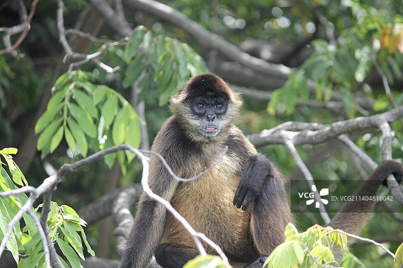 仰视角度拍摄的栖息在树上的黑色蜘蛛，尼加拉瓜图片素材