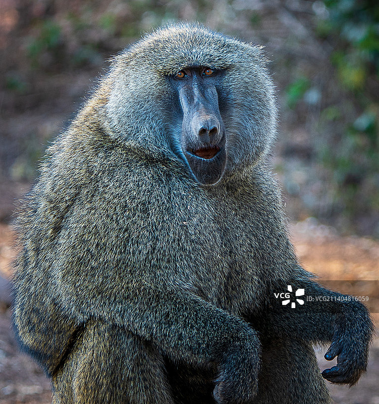 坦桑尼亚岩石上狒狒的特写图片素材