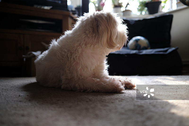家里的伴侣犬坐在地板上特写图片素材