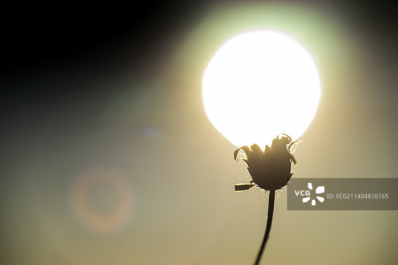 日落时天空下的植物剪影特写图片素材