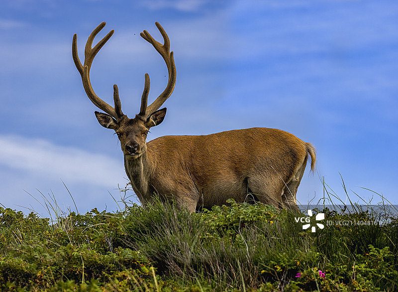 红鹿侧面图，站立在丹麦卡勒斯马斯克湿地的田野上图片素材