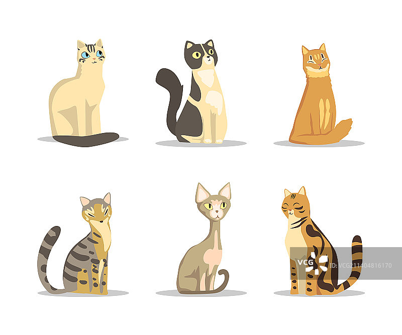 带尾巴的蓬松纯种猫的可爱口鼻图片素材