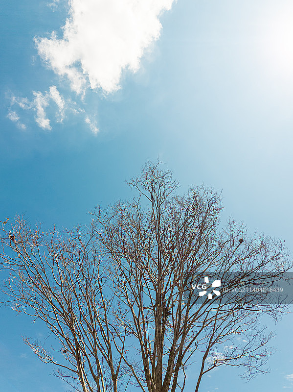 印度尼西亚天空下的裸树低角度景观图片素材