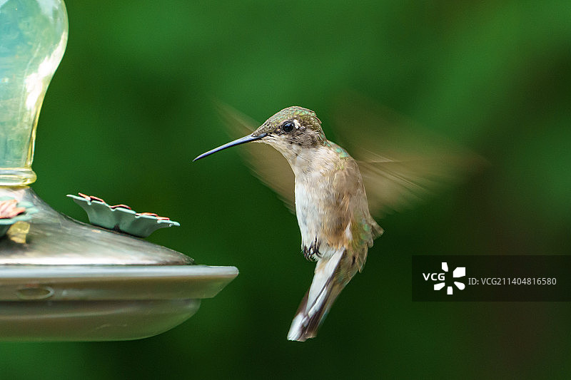 特写：棕煌蜂鸟在爱荷华州贝滕多夫的喂食器附近盘旋图片素材