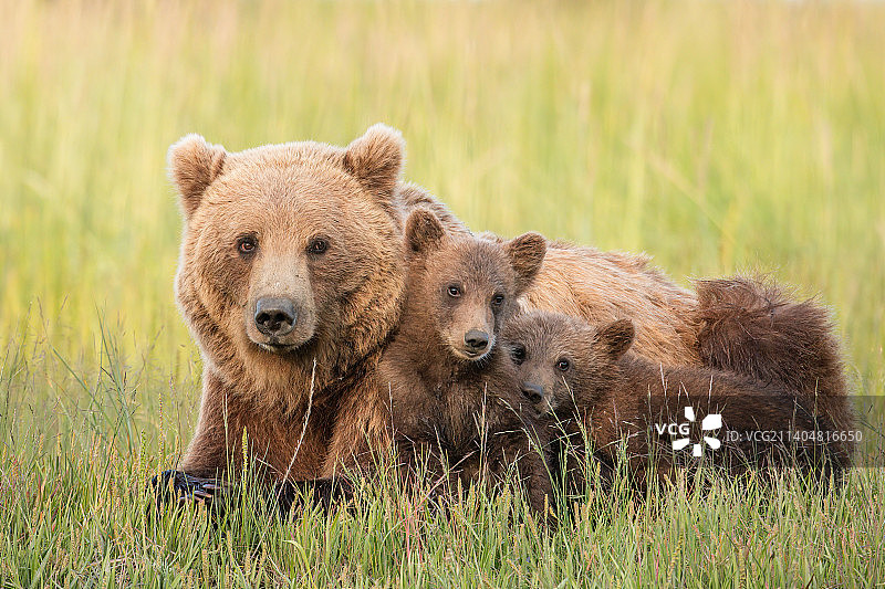 克拉克湖国家公园，高草地里休息的棕熊一家肖像图片素材
