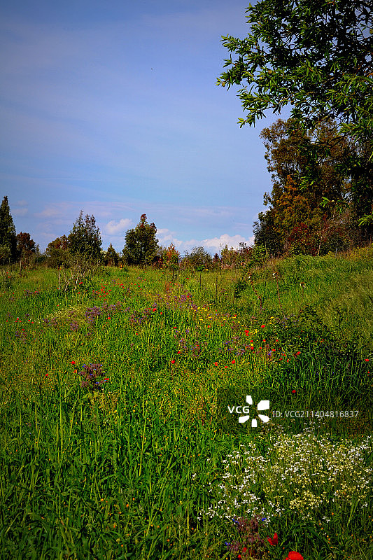 草地对着天空的风景图片素材