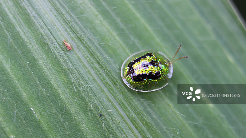 在午后阳光下闪闪发光的绿龟甲虫特写图片素材