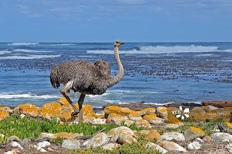 海滩上鸵鸟栖息的侧视图，南非开普敦半岛图片素材