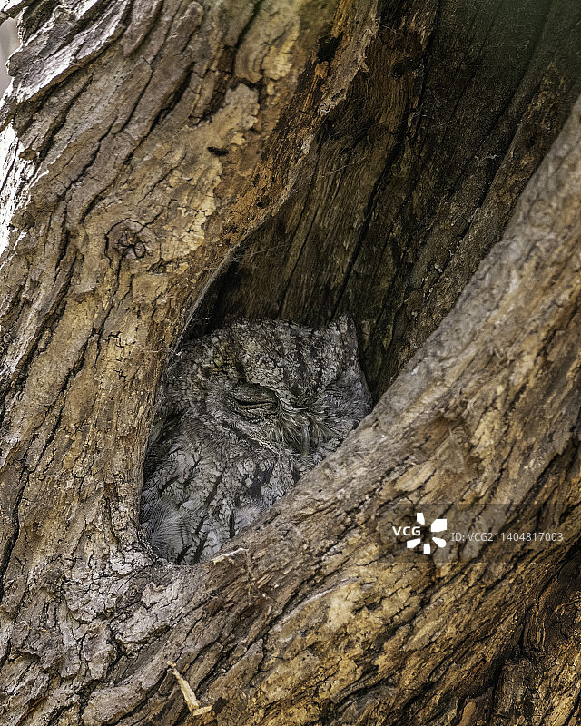 美国加利福尼亚州洛杉矶树干全画幅照片图片素材
