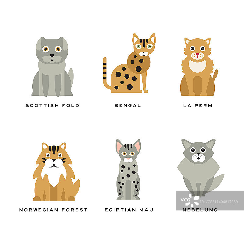 不同品种的猫：苏格兰折耳猫和孟加拉猫图片素材