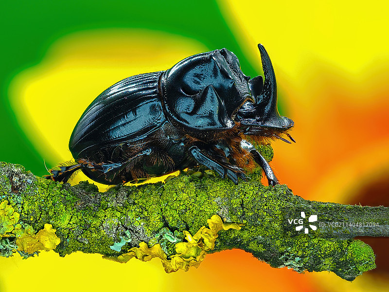 昆虫在植物上的特写图片素材