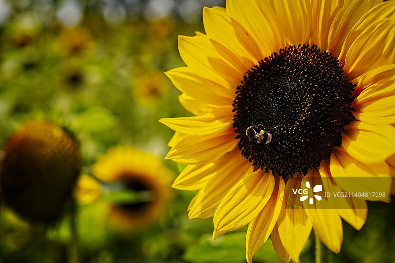 赛季末的努力：荷兰Vijfhuizen的杰克·夏普公园图片素材