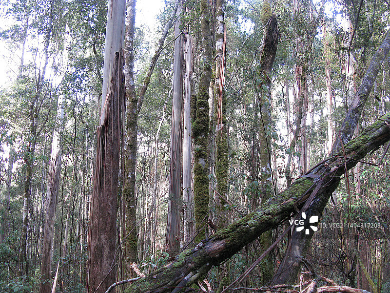 澳大利亚菲尔德山国家公园森林中的竹树低角度景观图片素材