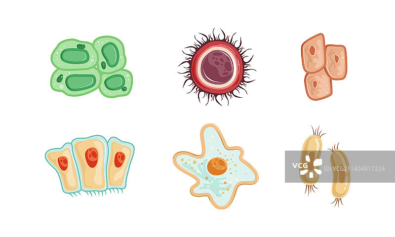 具有细胞质的人体细胞结构单元图片素材