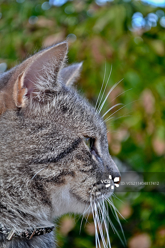 特写的猫图片素材