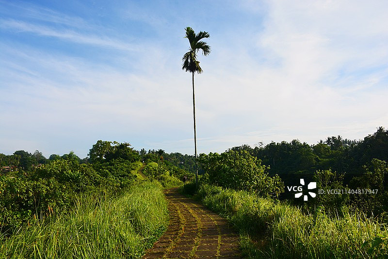 原野上的棕榈树风光图片素材