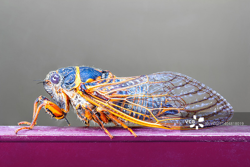 灰色背景上的昆虫蝉特写图片素材
