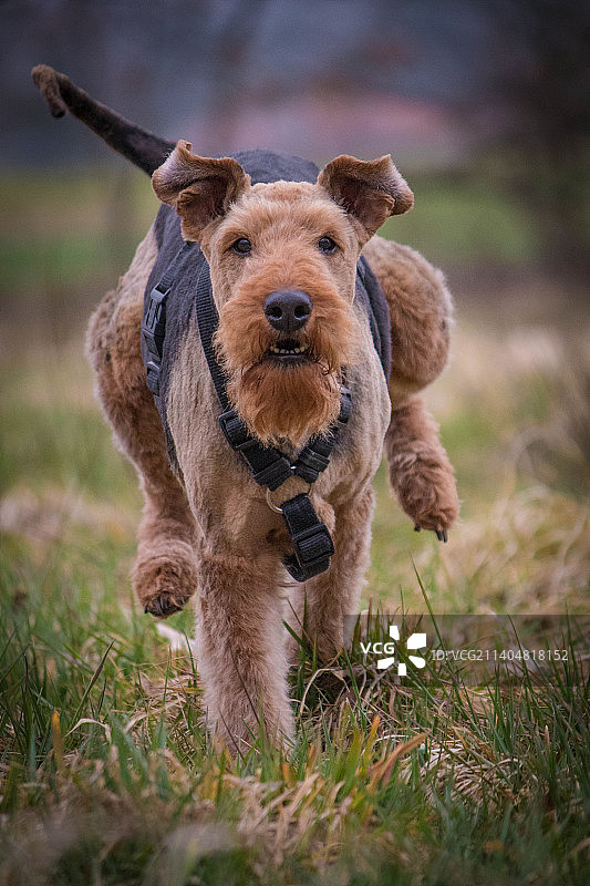 在草地上行走的梗犬肖像图片素材