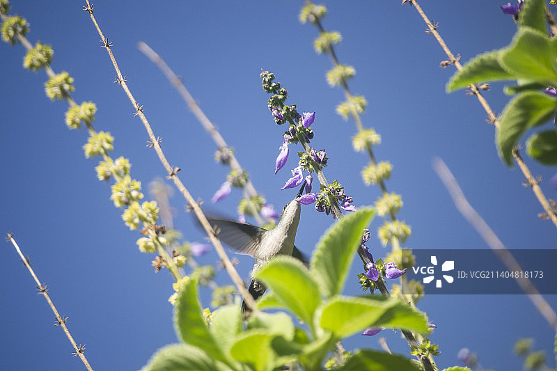 仰视蓝天下盛开的植物图片素材