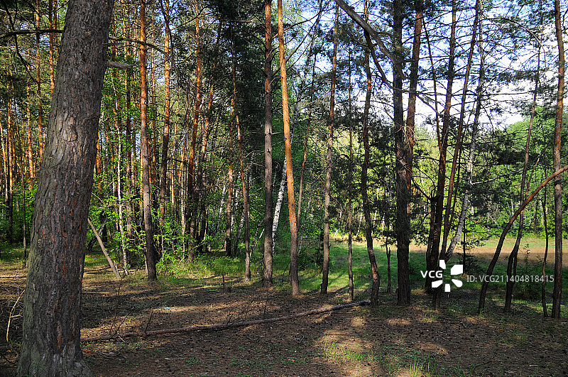生长在森林中的树木图片素材