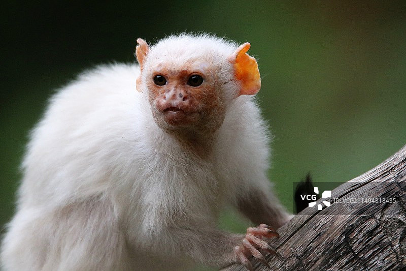 狨猴坐在树上的特写图片素材