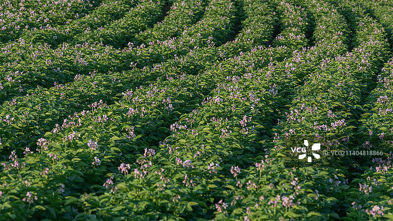 英国田野上的开花植物全画幅照片图片素材