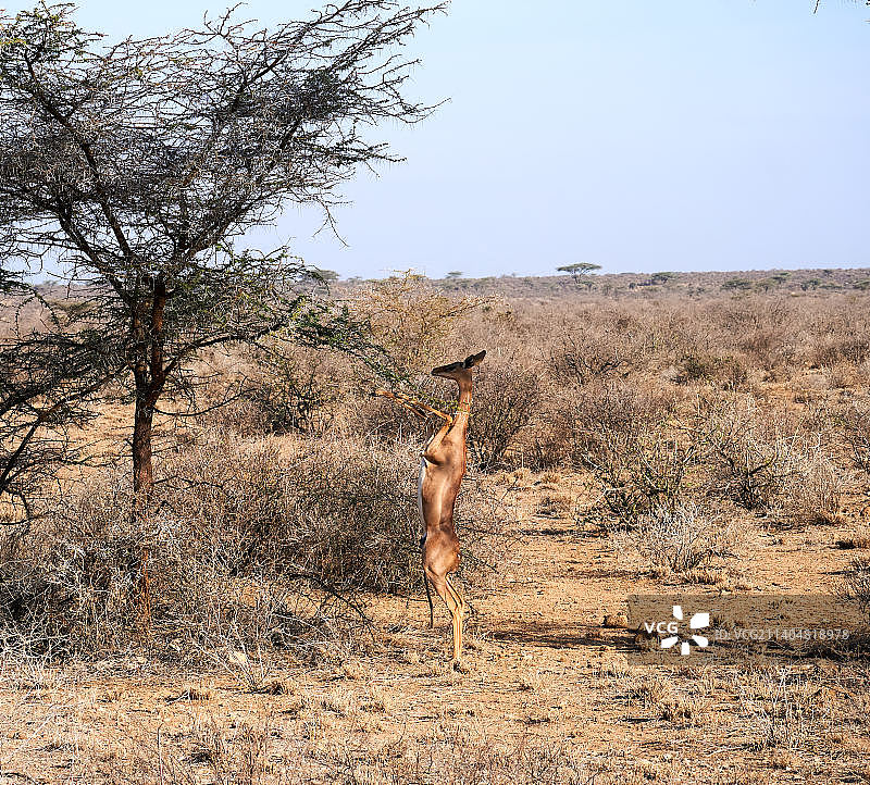 在干旱的田野里用后腿站立的鹿图片素材