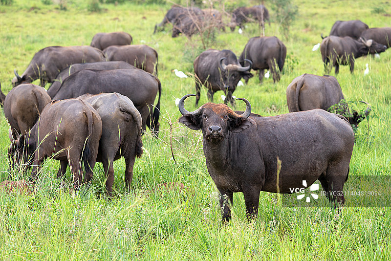 在草地上吃草的野牛群图片素材