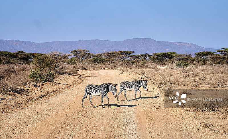 野生斑马走在泥路上的侧面视角图片素材