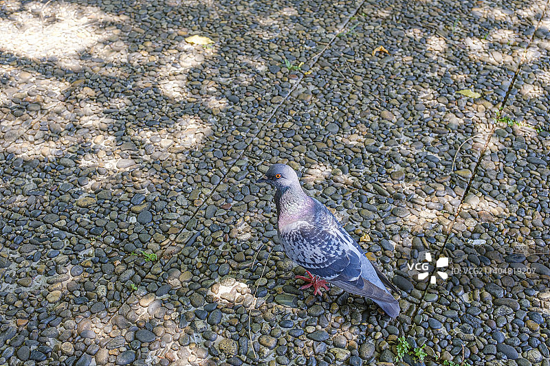 栖息在地上的鸽子俯视图图片素材