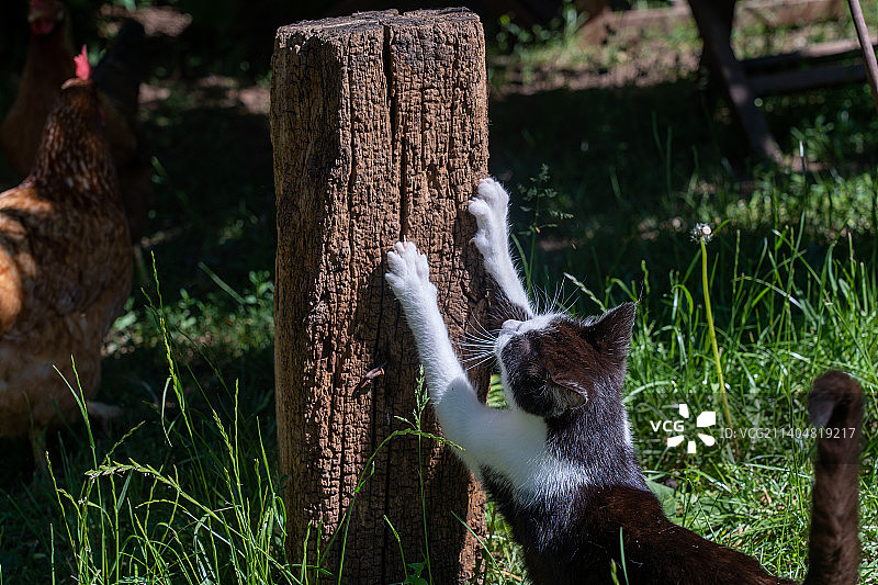 猫咪在草地上的特写图片素材