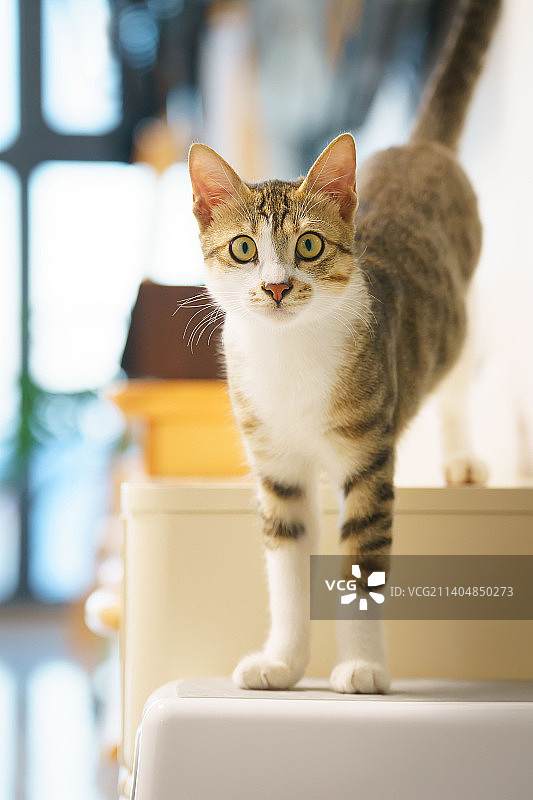 猫咪日常图片素材