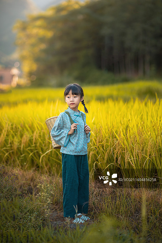 秋天的稻田中有一个背着小背篓的小女孩图片素材