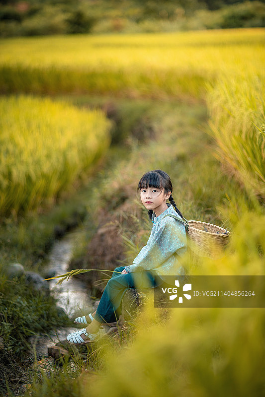 秋天的稻田中有一个背着小背篓的小女孩图片素材