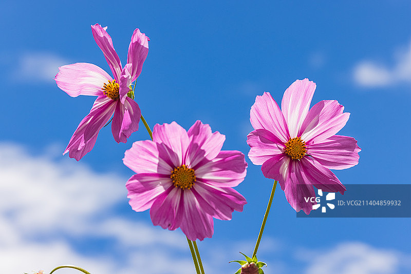 阳光下的波斯菊图片素材