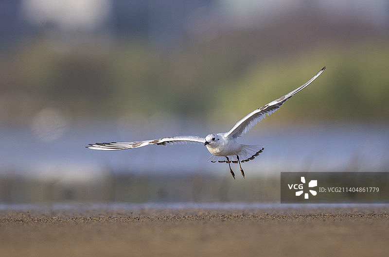 黑嘴鸥突然起飞图片素材