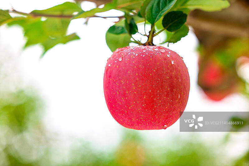 成熟的洛川苹果图片素材