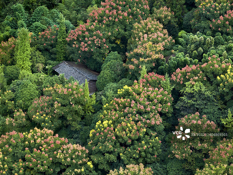 隐藏在幽静树木竹海的世外人家图片素材