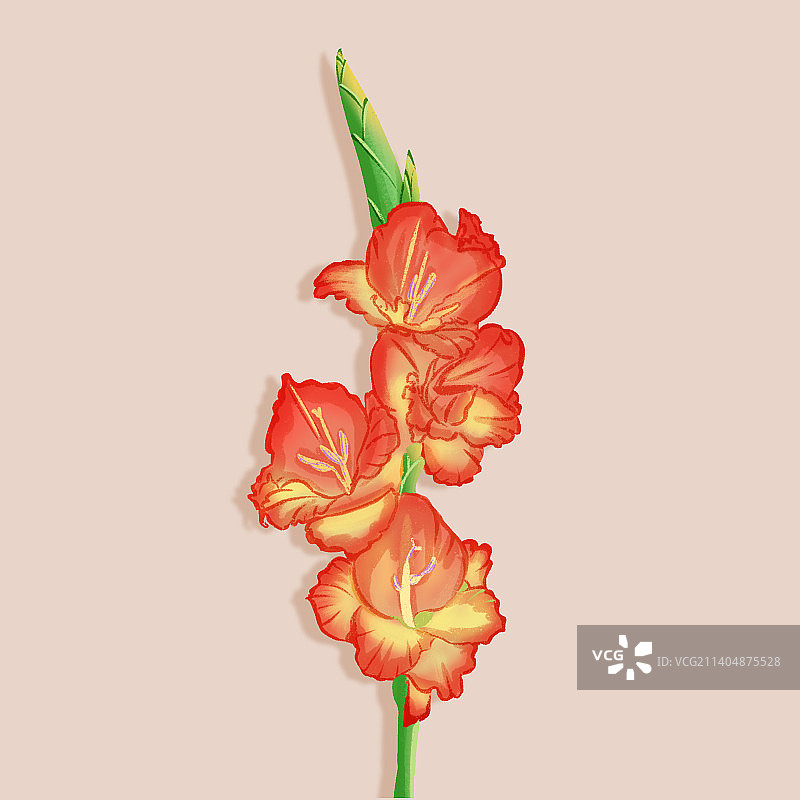 剑兰花图片素材