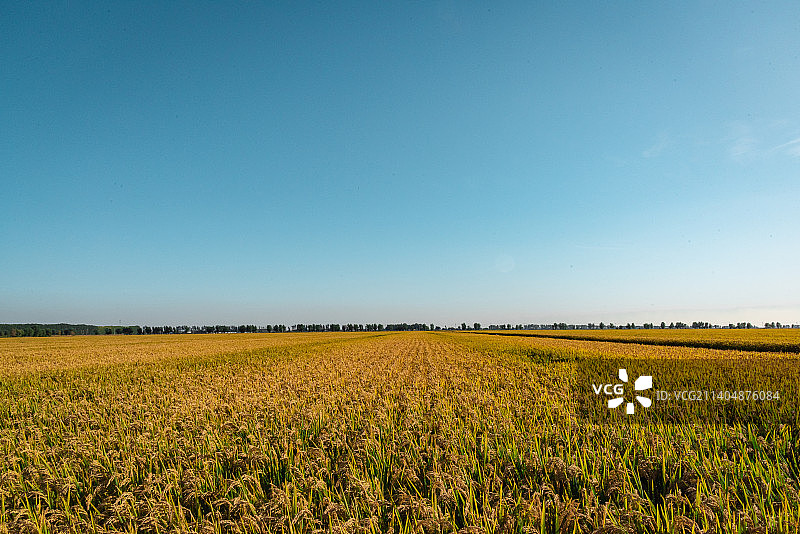 秋天的稻田全景图片素材