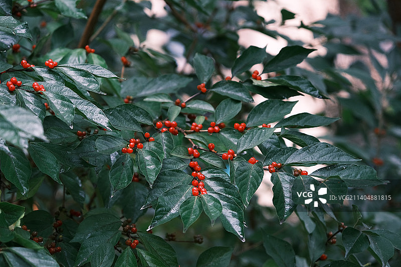 雨天后金银忍冬果实红色浆果特写图片素材