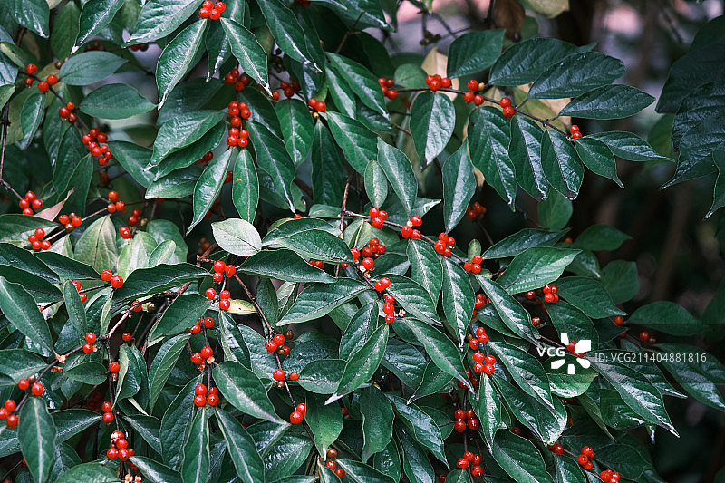 雨天后金银忍冬果实红色浆果特写图片素材