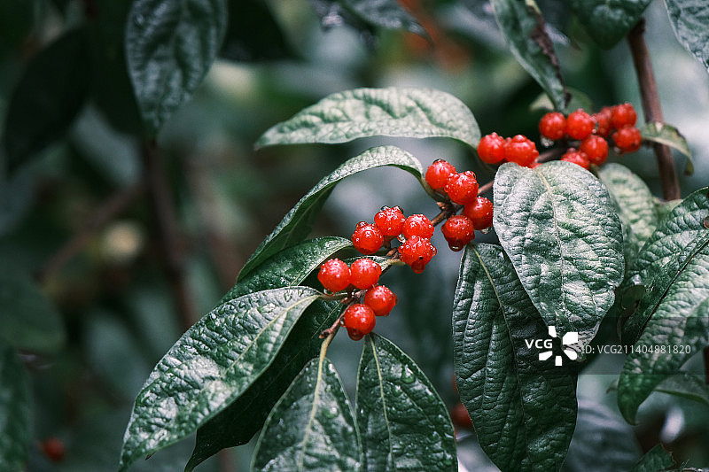 雨天后金银忍冬果实红色浆果特写图片素材