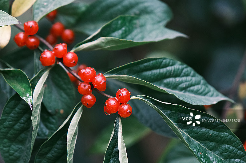 雨天后金银忍冬果实红色浆果特写图片素材