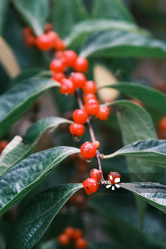 雨天后金银忍冬果实红色浆果特写图片素材