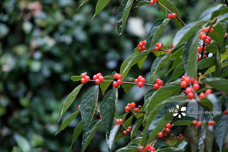 雨天后金银忍冬果实红色浆果特写图片素材