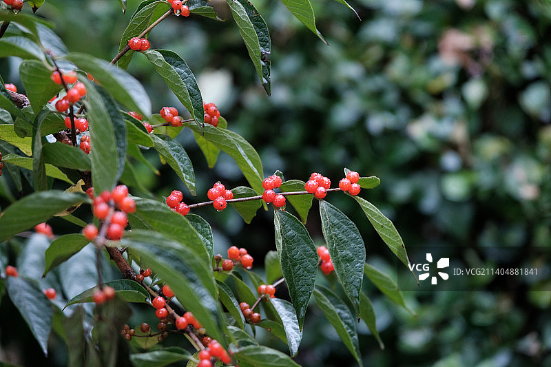雨天后金银忍冬果实红色浆果特写图片素材